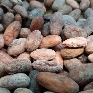 Kakaobohnen